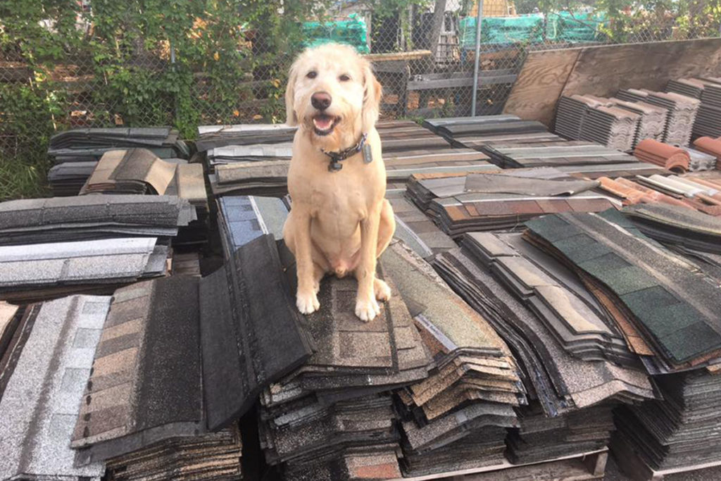 Dog On Pile of Shingles