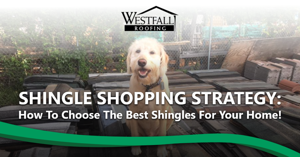 Image of a light colored dog outdoors. Text: "Shingle shopping strategy: How to choos the best shingles for your home."